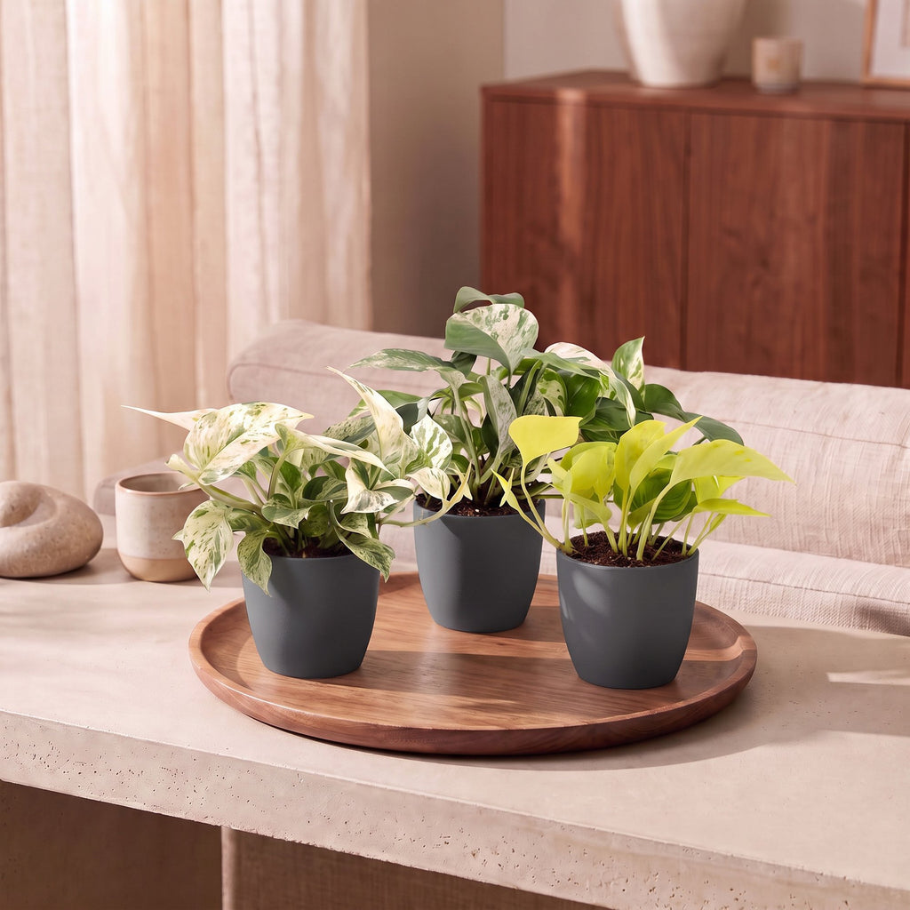 3x Epipremnum Tricolour - Yellow - Green - Cream - Tropical - incl. grey pot - Ø6cm - ↕20-25cm