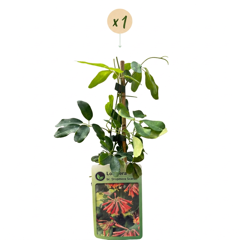 Lonicera br. 'Dropmore Scarlet' - Dropmore Scarlet honeysuckle - Red-Yellow - Climber - Ø9cm - ↕35cm