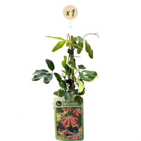 Lonicera br. 'Dropmore Scarlet' - Dropmore Scarlet honeysuckle - Red-Yellow - Climber - Ø9cm - ↕35cm