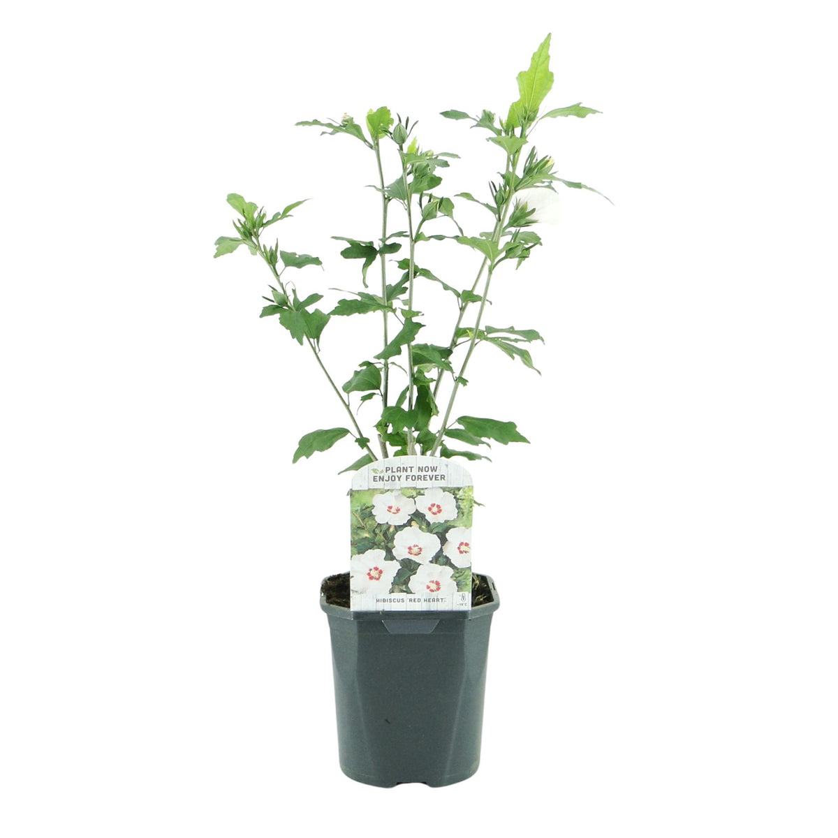Green boutiQ - Heesters - Hibiscus syriacus Red Heart  - Bloem Wit Met Rood Hart - 1 Plant - Bladverliezend - Weinig Onderhoud - Pot 17cm Hoogte 45cm