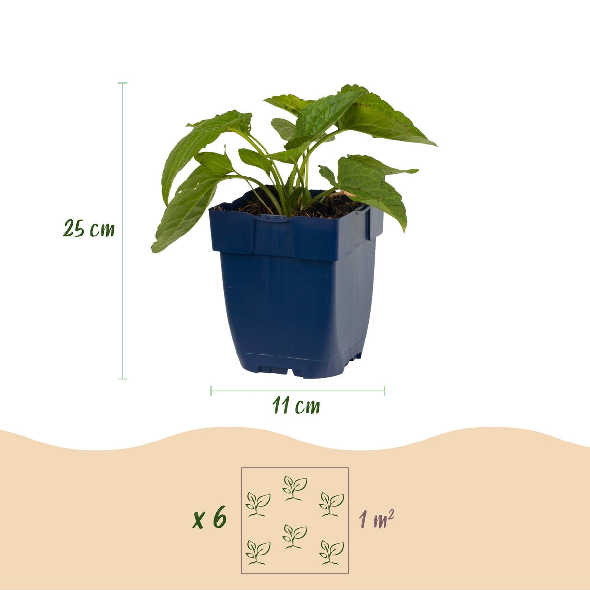 Green boutiQ - Stauden - Rudbeckia fulg. Goldsturm - Gewöhnlicher Sonnenhut - Bienen- und Schmetterlingsmagnet - Gelb - 12 Pflanzen - Topf 11 cm - Höhe 15-25 cm