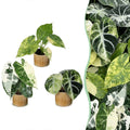 3x Baby Alocasia Tricolour Variegata - Green - Black - Variegata - Tropical - incl. Linnea Honey - Ø6cm - ↕5-15cm