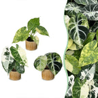 3x Baby Alocasia Tricolour Variegata - Green - Black - Variegata - Tropical - incl. Linnea Honey - Ø6cm - ↕5-15cm