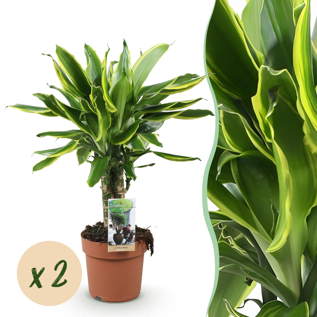Green BoutiQ - Green is... Plantes d'intérieur - Dracaena fragrans Golden Coast - Dragonnier - Peu d'entretien - Vert - 2 Plantes - Pot 17cm - Hauteur 50-55cm