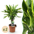 Green BoutiQ - Green is... Plantes d'intérieur - Dracaena fragrans Golden Coast - Dragonnier - Peu d'entretien - Vert - 2 Plantes - Pot 17cm - Hauteur 50-55cm