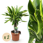 Green BoutiQ - Green is... Plantes d'intérieur - Dracaena fragrans Golden Coast - Dragonnier - Peu d'entretien - Vert - 2 Plantes - Pot 17cm - Hauteur 50-55cm