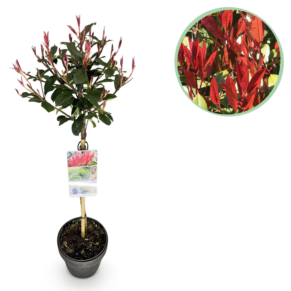 Green boutiQ - Plante sur tige - Photinia fraseri Carre Rouge - Plante de terrasse - Persistant - Rustique - Feuillage vert-rouge - Pot 19cm Hauteur 90cm