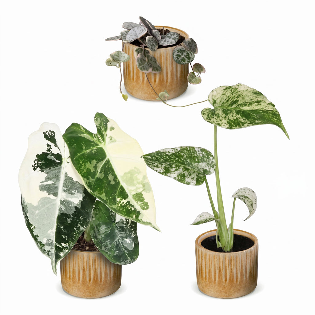 3x Baby Variegata Mix - Various colours - Tropical - incl. Linnea Honey - Ø6cm - ↕10-15cm