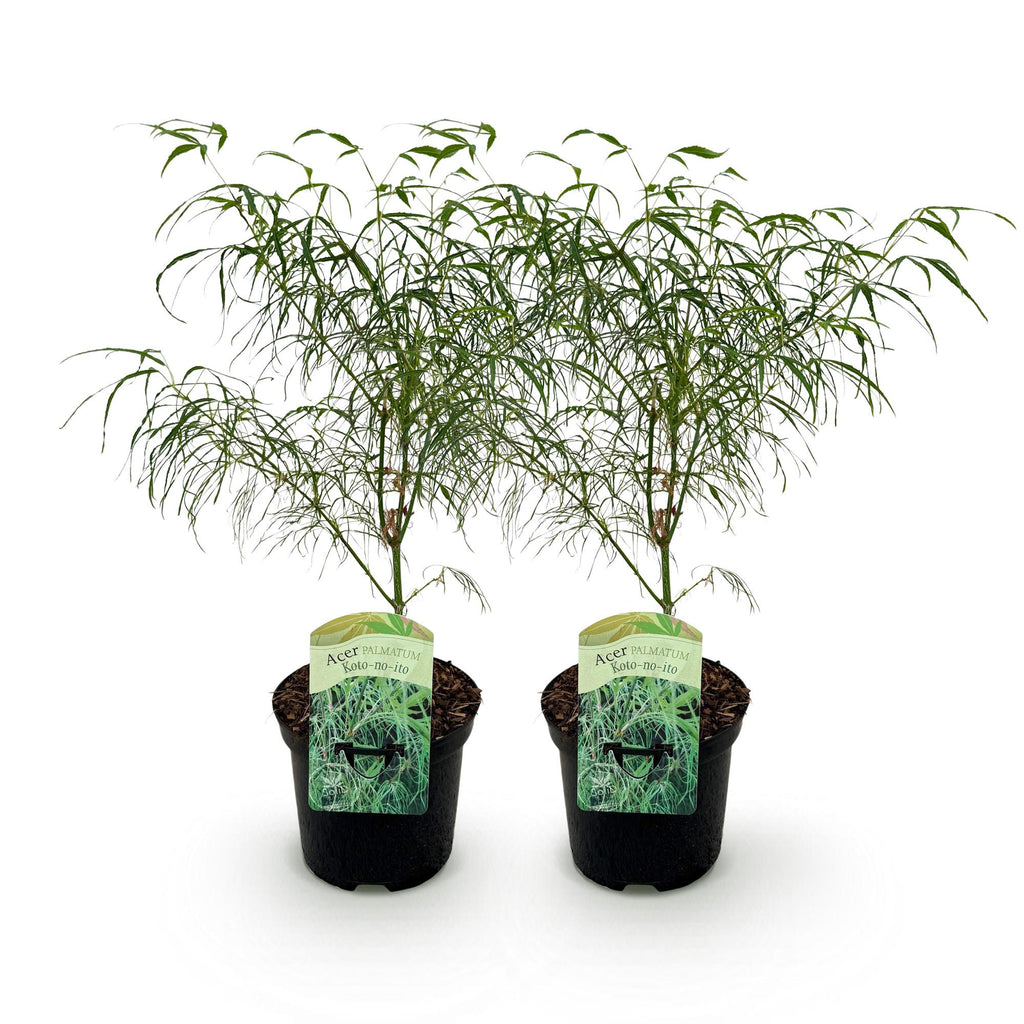 Green boutiQ - Plante de terrasse - Érable du Japon - Acer palmatum Koto-no-ito - Vert - 2 plantes - Caduc - Pot 19 cm Hauteur 70 cm