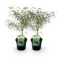 Green boutiQ - Plante de terrasse - Érable du Japon - Acer palmatum Koto-no-ito - Vert - 2 plantes - Caduc - Pot 19 cm Hauteur 70 cm