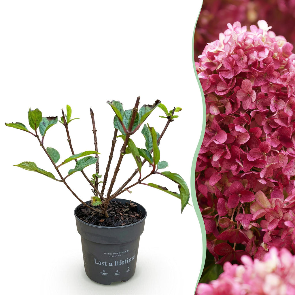 Green boutiQ - Plante de jardin - Hydrangea paniculata Living Little Rosy - Hortensia paniculé - Rustique - Rose - 1 Plante - Pot 12cm - Hauteur 20-30cm