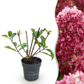 Green boutiQ - Plante de jardin - Hydrangea paniculata Living Little Rosy - Hortensia paniculé - Rustique - Rose - 1 Plante - Pot 12cm - Hauteur 20-30cm