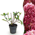 Green boutiQ - Plante de jardin - Hydrangea paniculata Living Little Rosy - Hortensia paniculé - Rustique - Rose - 1 Plante - Pot 12cm - Hauteur 20-30cm