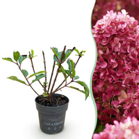 Green boutiQ - Tuinplant - Hydrangea panniculata Living Little Rosy - Pluimhortensia - Winterhard - Roze - 1 Plant - Pot 12cm - Hoogte Hoogte 20-30cm