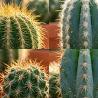 Mini Cactus Set - 18 Pièces - Ø 5.5 cm - Hauteur : 5-10 cm