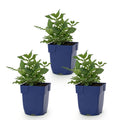 Green boutiQ - Stauden - Salvia nem. Sense Deep Pink - Salbei - Bienen- und Schmetterlingsmagnet - Rosa - 3 Pflanzen - Topf 11cm - Höhe 15-25cm