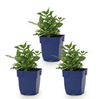 Green boutiQ - Stauden - Salvia nem. Sense Deep Pink - Salbei - Bienen- und Schmetterlingsmagnet - Rosa - 3 Pflanzen - Topf 11cm - Höhe 15-25cm