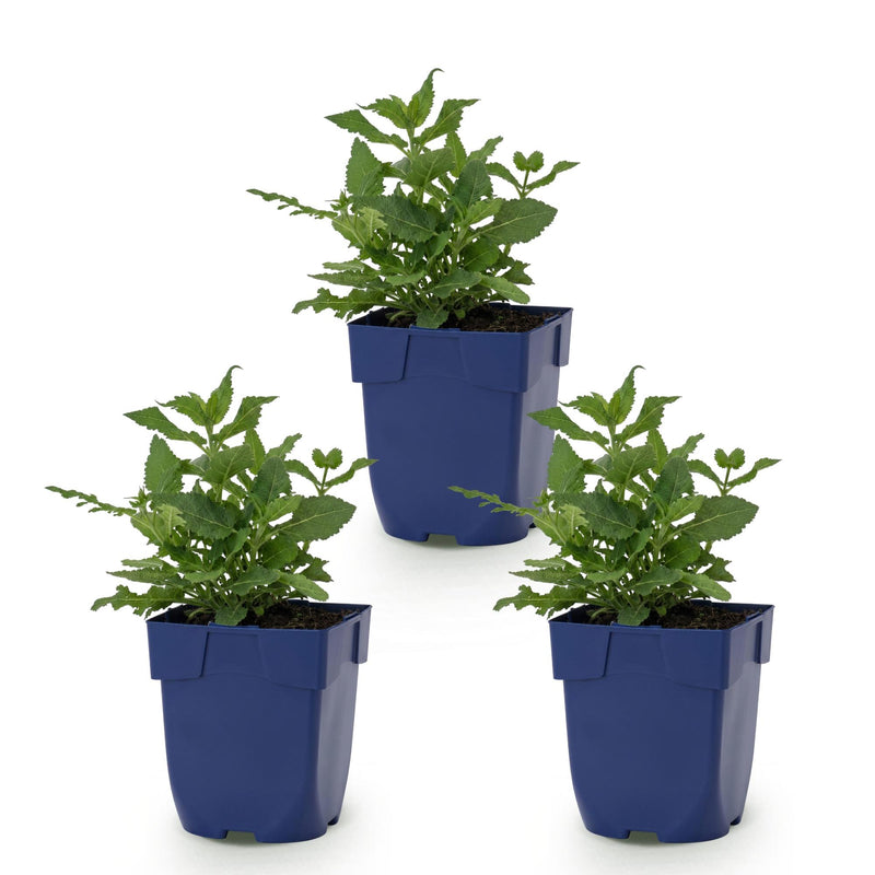 Green boutiQ - Vasteplant - Salvia nem. Sense Deepl Pink - Salie - Bijen en Vlinderlokkers - Roze - 3 Planten - Pot 11cm - Hoogte 15-25cm