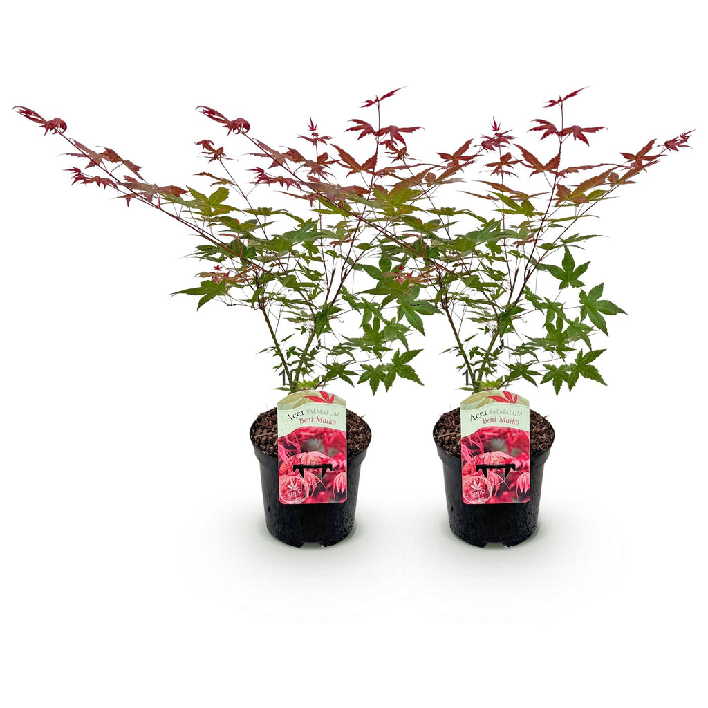 Green boutiQ - Plante de terrasse - Érable du Japon - Acer palmatum Beni Maiko - Rouge - 2 plantes - Caduc - Pot 19cm Hauteur 70cm