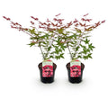 Green boutiQ - Plante de terrasse - Érable du Japon - Acer palmatum Beni Maiko - Rouge - 2 plantes - Caduc - Pot 19cm Hauteur 70cm
