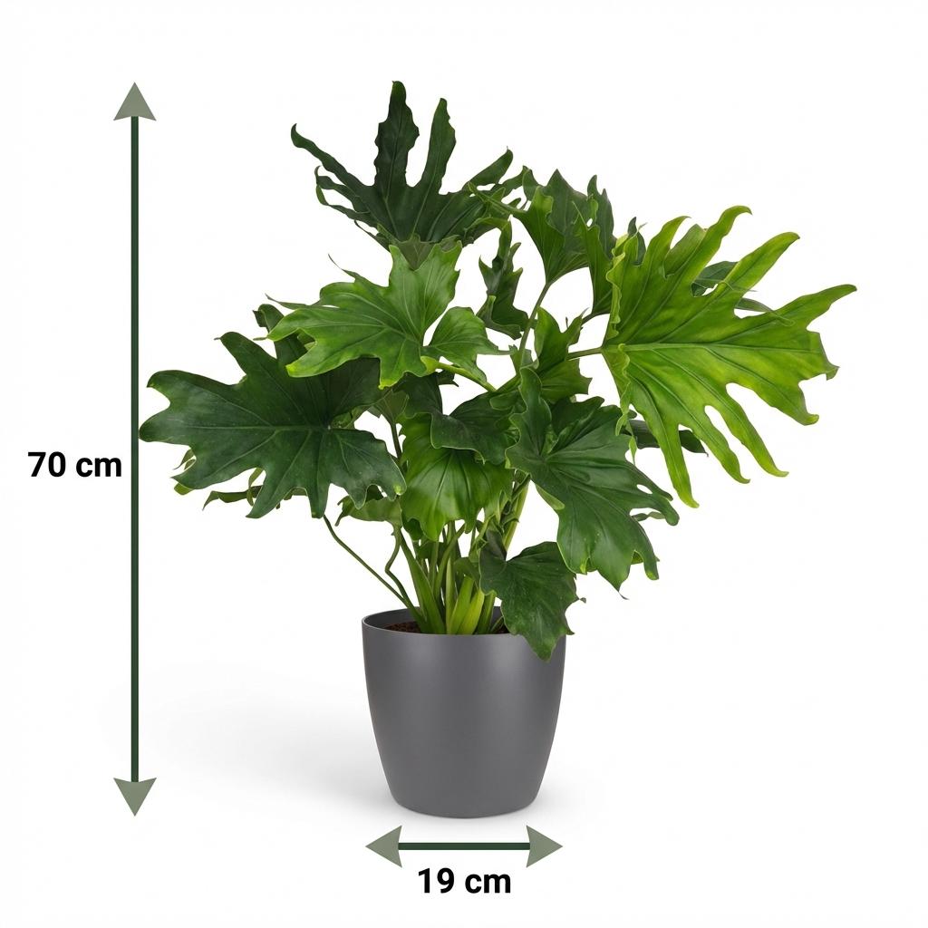 Green boutiQ - Plante d'intérieur - Philodendron - Philodendron Lickety Split - Vert - Entretien facile - 1 plante - avec pot gris - Pot 19cm - Hauteur 70cm