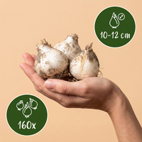160x Allium Siculum - Siciliaanse honingklokje - Crème en Roze - Zomerbloeier - Bolmaat 10/12