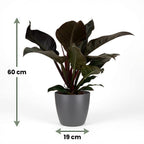 Green boutiQ - Plante d'intérieur - Philodendron - Philodendron Imperial Red - Rouge - Entretien facile - 1 plante - avec pot gris - Pot 19cm - Hauteur 60cm