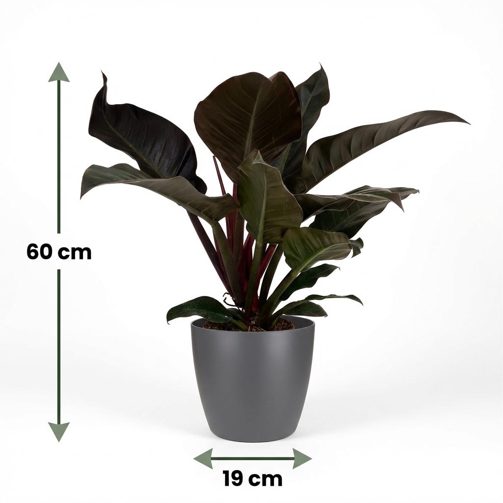 Green boutiQ - Plante d'intérieur - Philodendron - Philodendron Imperial Red - Rouge - Entretien facile - 1 plante - avec pot gris - Pot 19cm - Hauteur 60cm