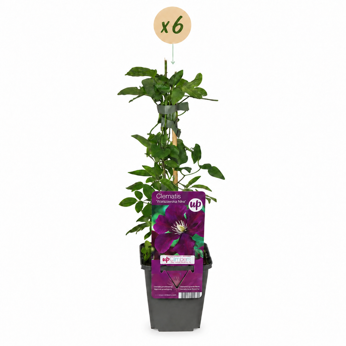 6x Clematis Warszawska Nike - Bosrank - Rood - Klimplant - Ø9cm - ↕35cm
