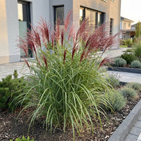 Green boutiQ - Grassen - Miscanthus sin. Red Chief - Pampusgras - Met Pluim - Groen - 1 Plant - Pot 11cm - Hoogte 15-25cm