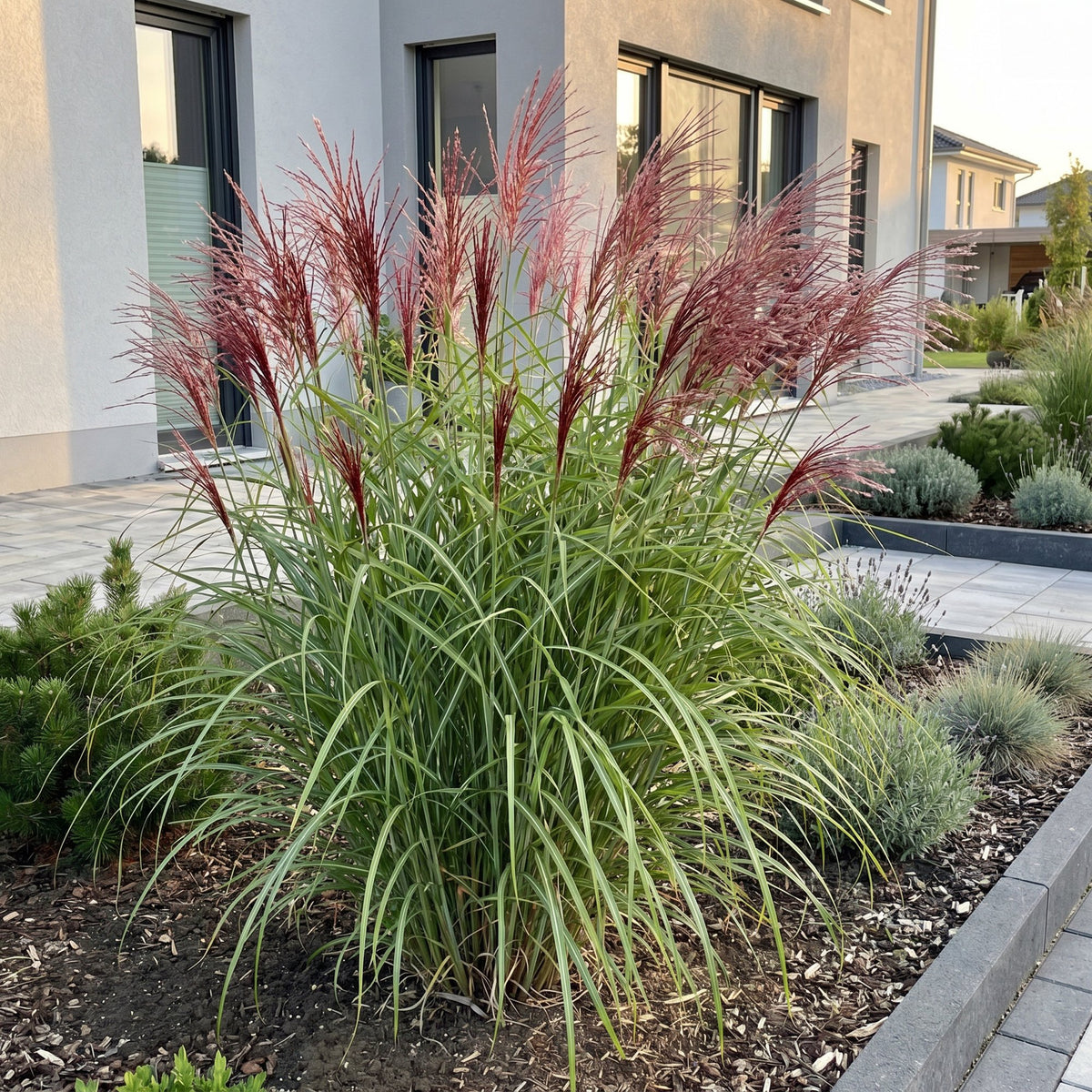 Green boutiQ - Graminées - Miscanthus sin. Red Chief - Herbe de la Pampa - Avec panache - Vert - 1 plante - Pot 11cm - Hauteur 15-25cm