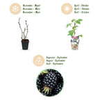 Green boutiQ - Plants fruitiers - Mûrier - Rubus Black Satin - Rustique - 3 plantes - Pot 9 cm - Mûre noire