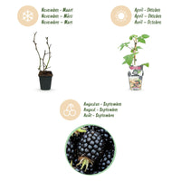 Green boutiQ - Fruitplanten - Braam - Rubus Black Satin - Winterhard - 3 Planten - Pot 9 cm - Zwarte Braam