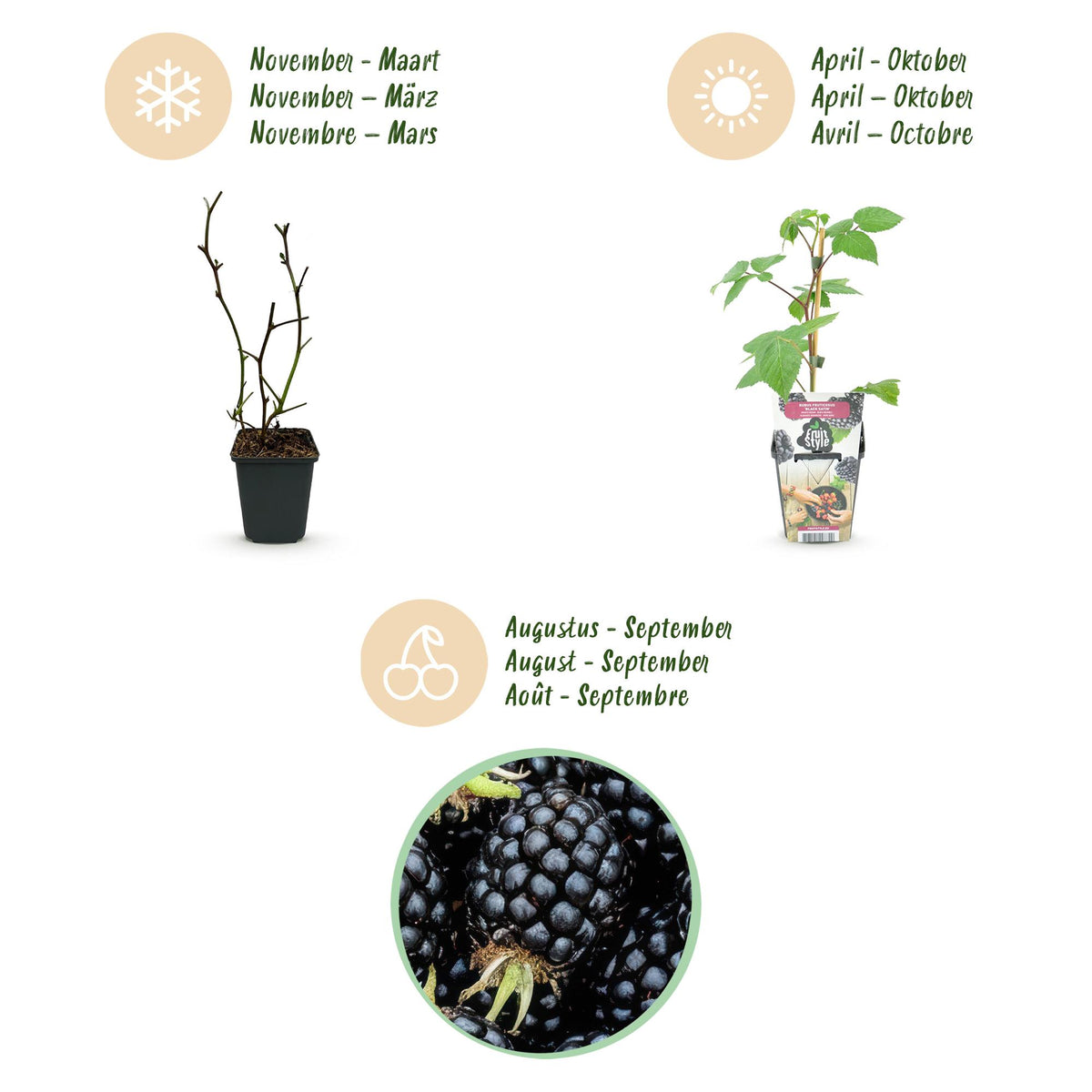Green boutiQ - Plants fruitiers - Mûrier - Rubus Black Satin - Rustique - 3 plantes - Pot 9 cm - Mûre noire