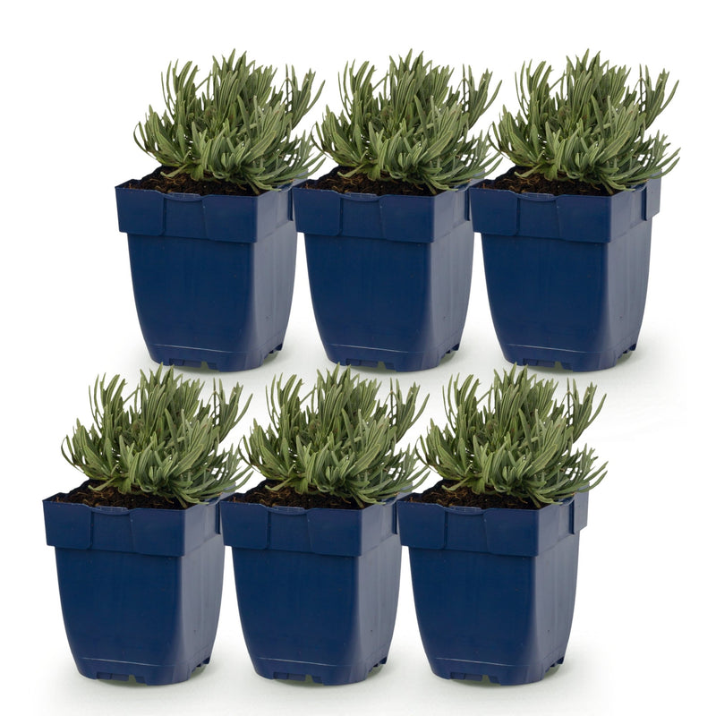 Green boutiQ - Vasteplant - Lavandula ang. Dwarf Blue - Lavendel - Geurend - Paars - 6 Planten - Pot 11cm - Hoogte 15-25cm
