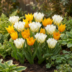 15x Tulipa Sunbath - Tulipe Sunbath - Jaune et Blanc - Floraison printanière - Calibre 11/12