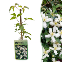 Clematis mont. 'Wilsonii' - Wilson's mountain clematis - White - Climber - Ø9cm - ↕35cm