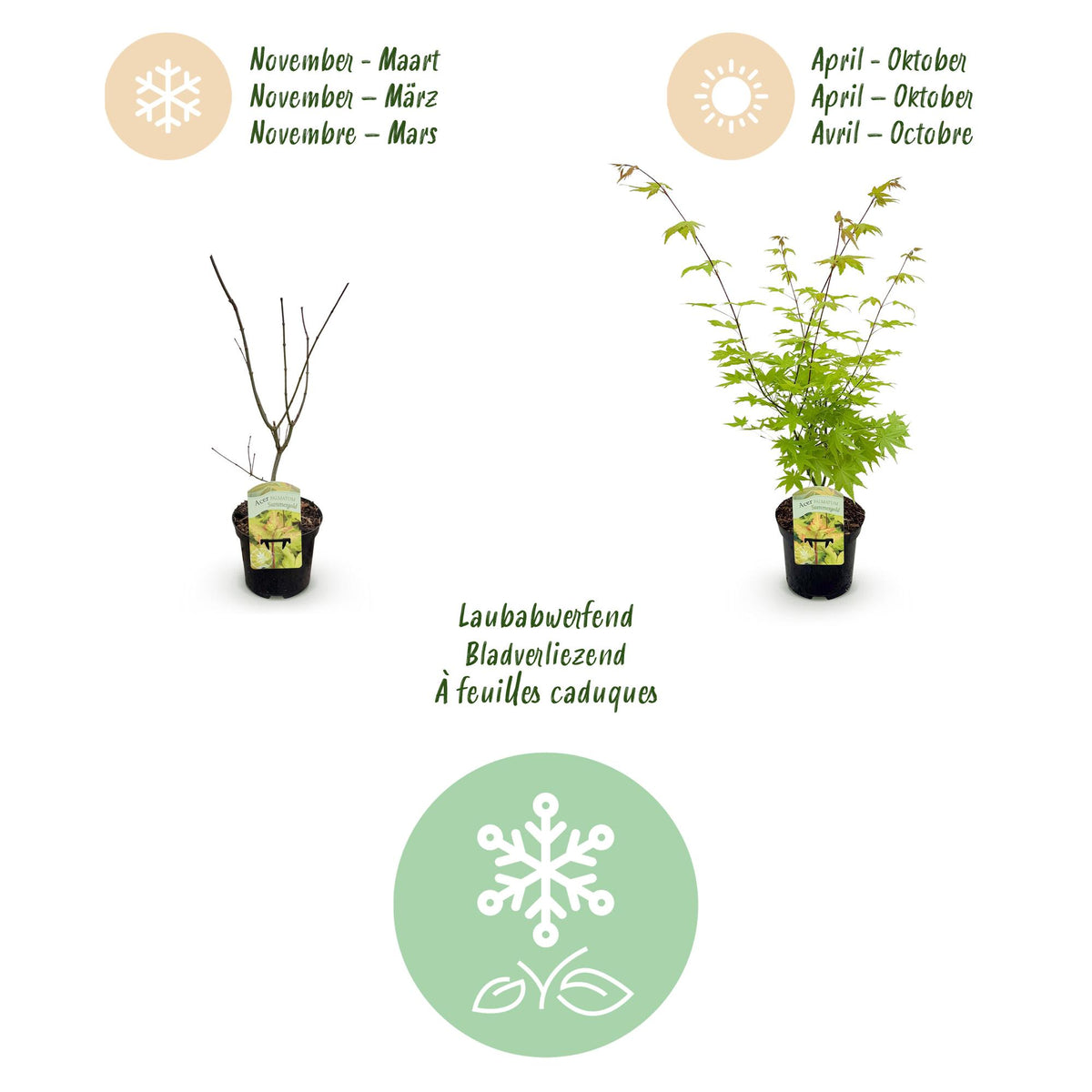 Green boutiQ - Plante de terrasse - Érable du Japon - Acer palmatum Summergold - Jaune - 2 Plantes - Caduc - Pot 19cm Hauteur 70cm