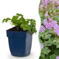 Green boutiQ - Stauden - Geranium macr. Czakor - Storchschnabel - Bodendeckend - Purpur-Rosa - 12 Pflanzen - Topf 11cm - Höhe 15-25cm