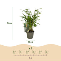 Green boutiQ - Bamboe - Fargesia Rufa - Bladhoudend - Niet Woekerend - Groen - 6 Planten - Pot 14cm - Hoogte 35cm