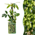 4x Humulus lup. Nordbrau - Houblon Nordbrau - Vert - Grimpante - Ø9cm - ↕35cm