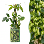 4x Humulus lup. Nordbrau - Houblon Nordbrau - Vert - Grimpante - Ø9cm - ↕35cm