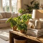 Green boutiQ - Plante d'intérieur - Marantha Silverband, Marantha Lemon Lime, Marantha Kerchoveana - Plante prière - Plante adaptée aux animaux domestiques - Vert - 3 plantes - avec panier - Pot 12 cm - Hauteur 25 cm