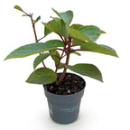 Green boutiQ - Plante de jardin - Hydrangea paniculata Living Infinity - Hortensia paniculé - Rustique - Blanc - 1 plante - Pot 12 cm - Hauteur 20-30 cm
