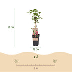 Green boutiQ - Fruchtpflanze - Rubus log. Tayberry - Brombeere - Winterhart - Purpur-Himbeere - 2 Pflanzen - Topf 15cm - Höhe 50cm