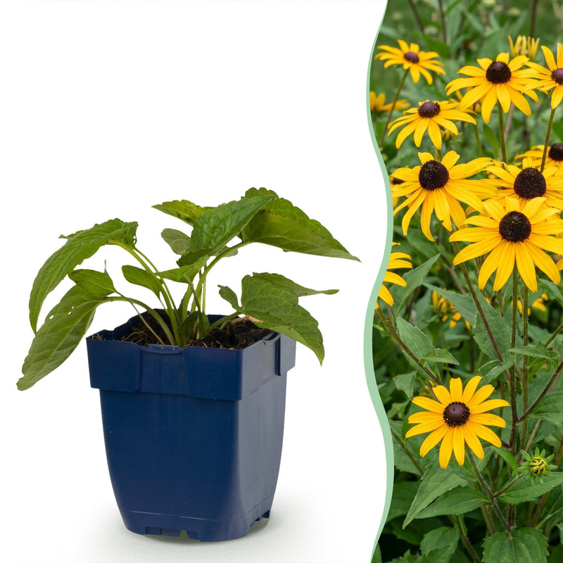 Green boutiQ - Perennial - Rudbeckia fulg. Goldsturm - Yellow Coneflower - Bee and Butterfly Attractors - Yellow - 1 Plant - Pot 11cm - Height 15-25cm