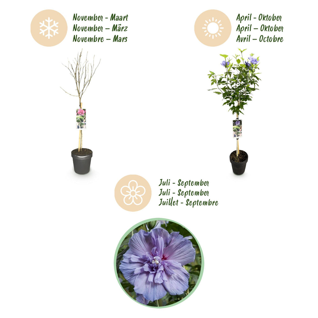 Green boutiQ - Gartenpflanze - Hibiscus syriacus Blue Chiffon® - Hochstamm - Terrassenpflanze - Laubabwerfend - Pflegeleicht - Topf 19cm Höhe 90cm