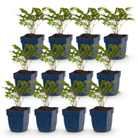 Green boutiQ - Vasteplant - Astilbe (A) Fanal - Pluimspirea - Schaduw - Rood - 12 Planten - Pot 11cm - Hoogte 15-25cm