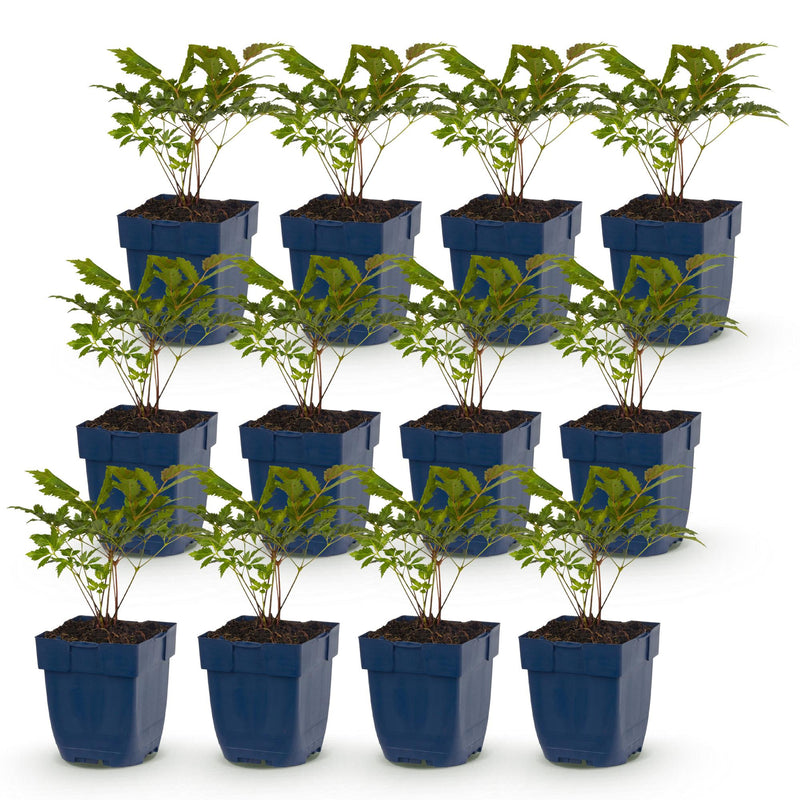 Green boutiQ - Vasteplant - Astilbe (A) Fanal - Pluimspirea - Schaduw - Rood - 12 Planten - Pot 11cm - Hoogte 15-25cm
