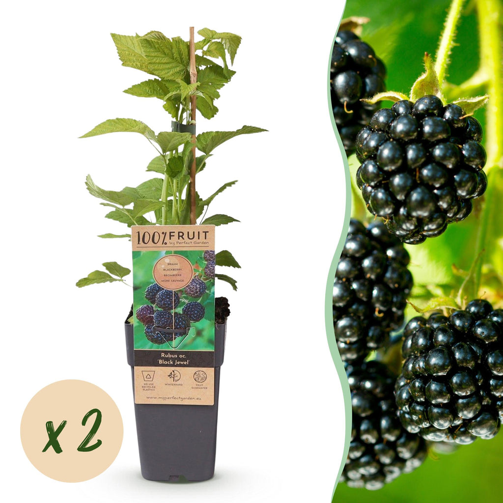Green boutiQ - Plant fruitier - Rubus occ. Black Jewel - Framboisier noir - Rustique - Mûre noire - 2 plantes - Pot 15cm - Hauteur 50cm